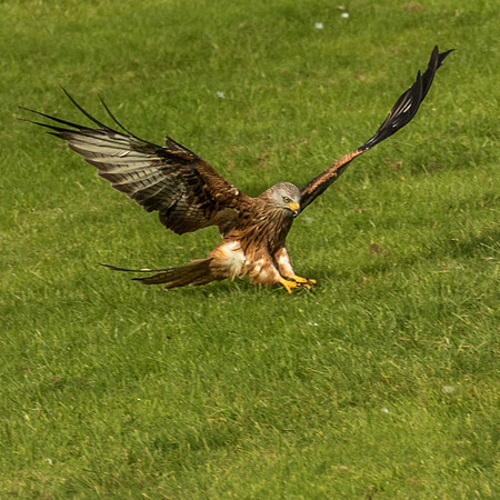 Swoop in and grab on the wing