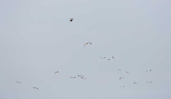 Having put the Lapwing up!