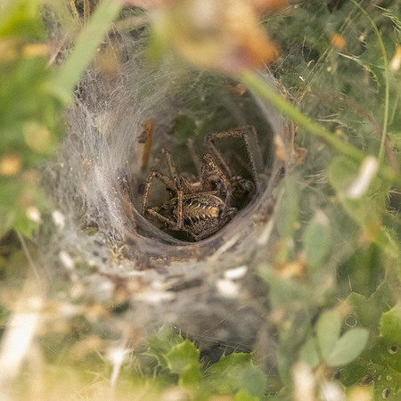 Tunnel Web Spider, Agelena labyrinthica