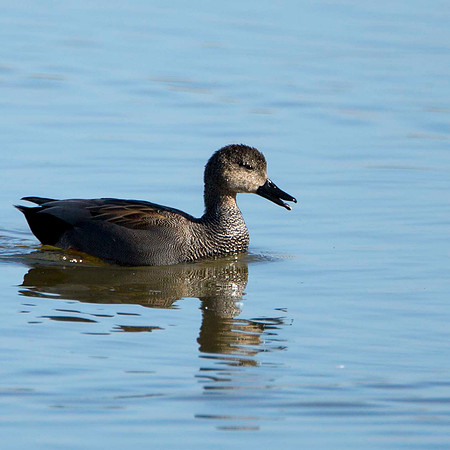 Gadwall