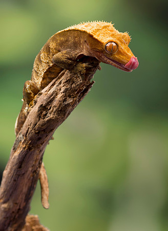 Fringed Gecko