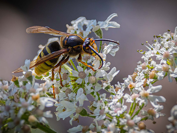 Wasp