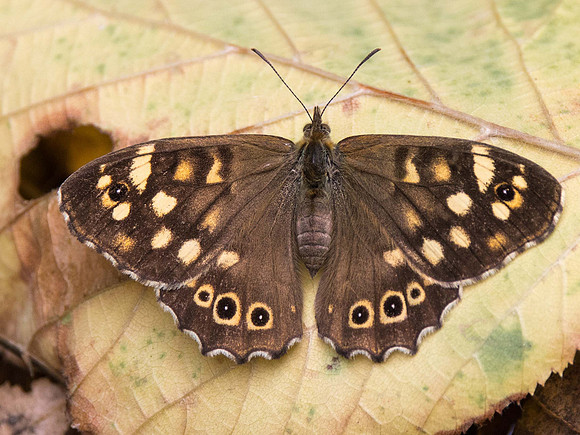 female