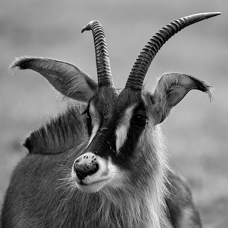 Roan Antelope