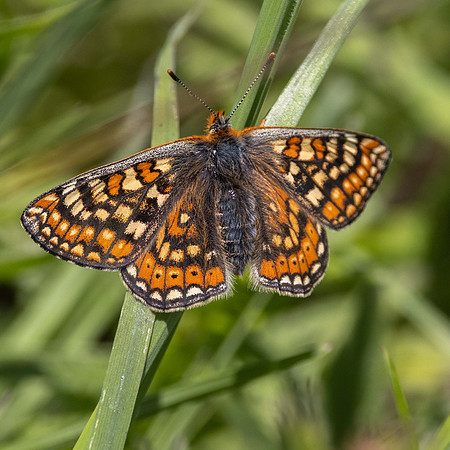 Marsh Fritilliary