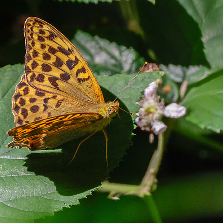 Silver Washed Fritilliary