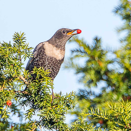 Ring Ouzel
