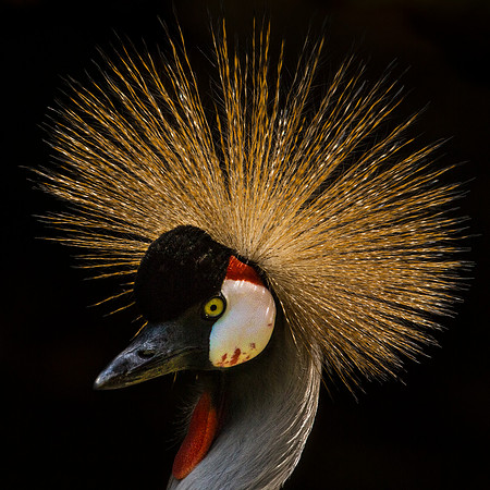 Crowned Crane