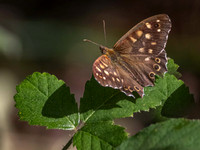 Speckled Wood