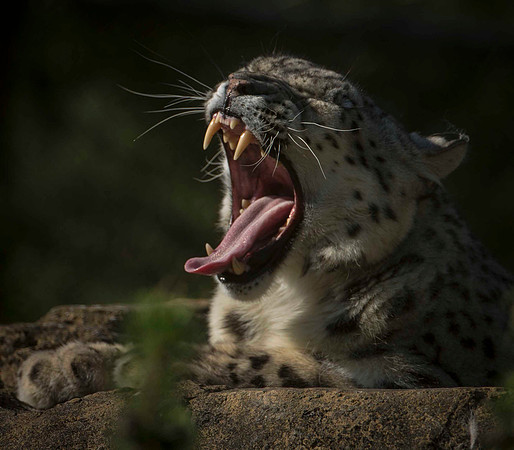 Snow Leopard Yawn