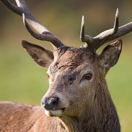 Stag, scored 9.5, November 2015