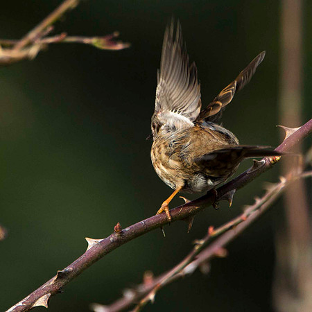 Dunnock (fruity)