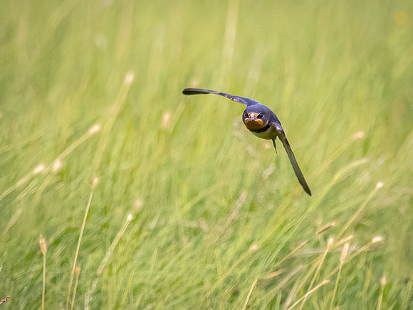 Swallow