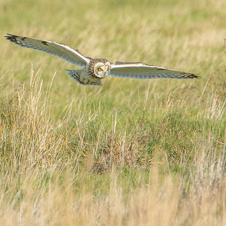 Short Eared Owl
