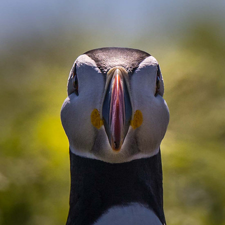 Skomer