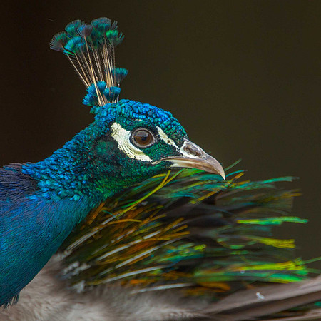 Gigrin Peacock