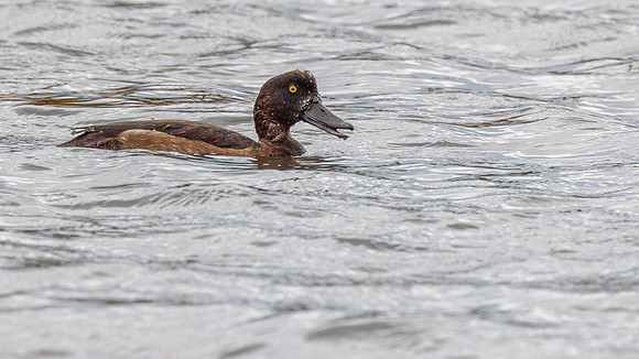 Female Tufted Duck