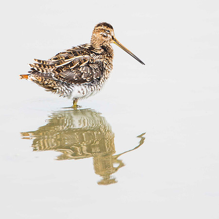 Snipe