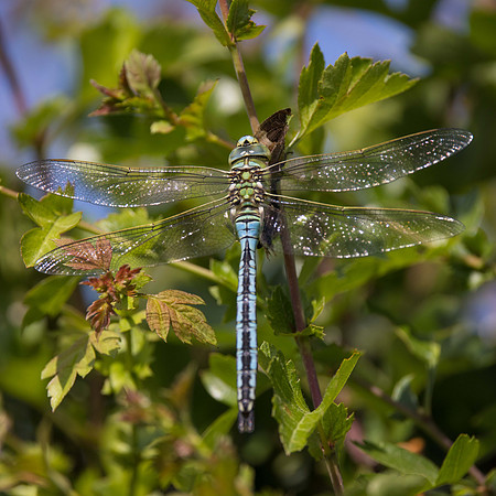 Emperor Dragonfly (m)