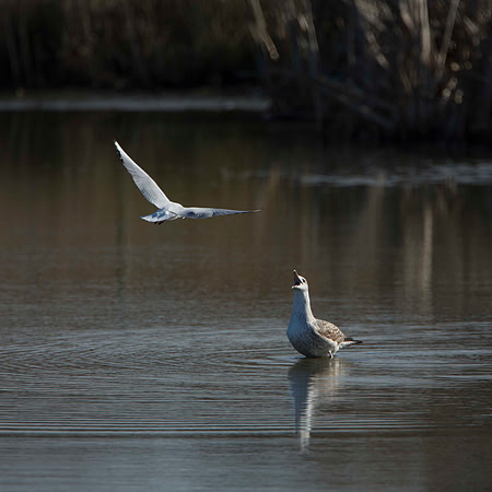 Incoming for Herring Gull
