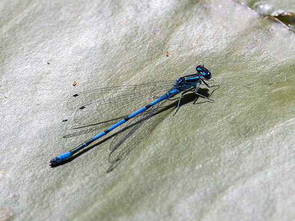 Azure Damselfly
