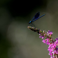 Banded Demoiselle