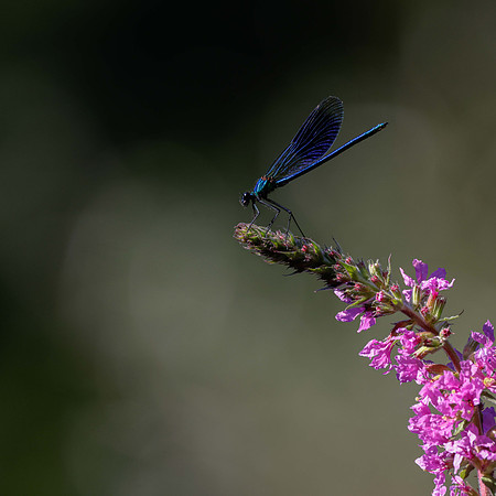 Banded Demoiselle