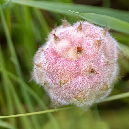 Strawberry Clover