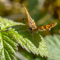 Duke of Burgundy (should be a group of his own!)