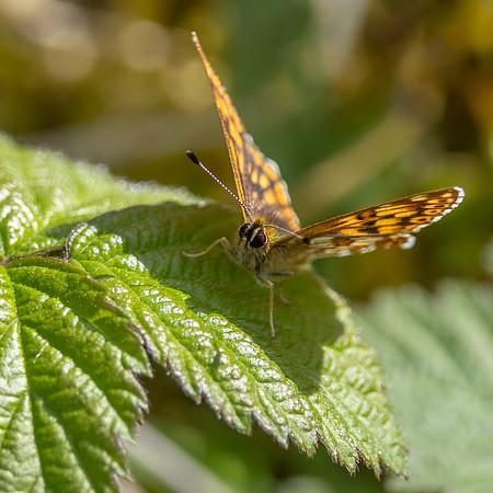 Duke of Burgundy (should be a group of his own!)