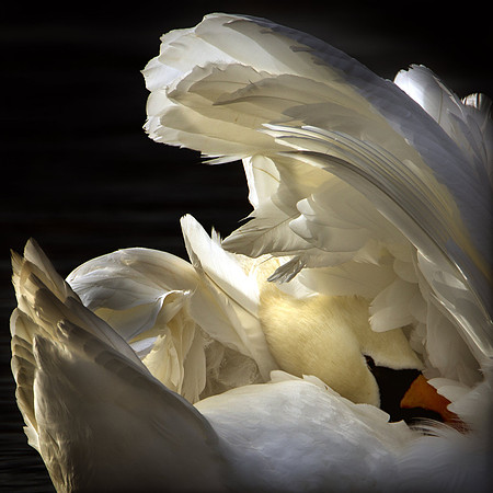 Haven Swan