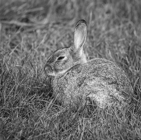 Gigrin Rabbit