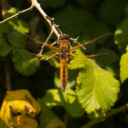 Scarce Chaser (f)