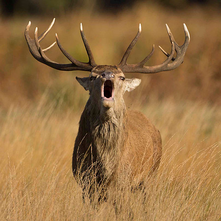 Red Rut Richmond