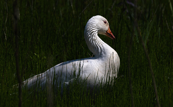Feral White Goose