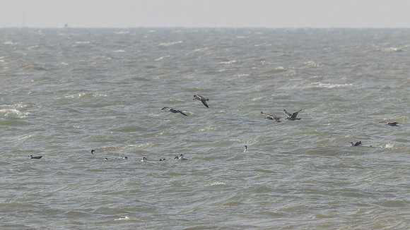 Accompaied by Juvenie gulls off Hillhead
