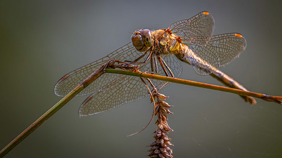 Red-Veined Darter pair