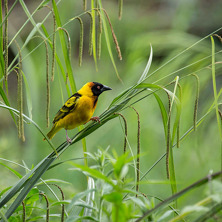 Village Weaver Bird