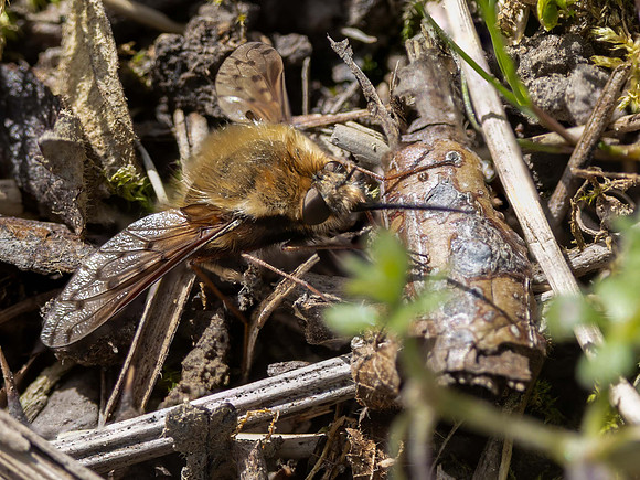 Dotted Bee-Fly