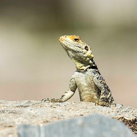 Delos Lizard