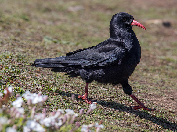 Chough