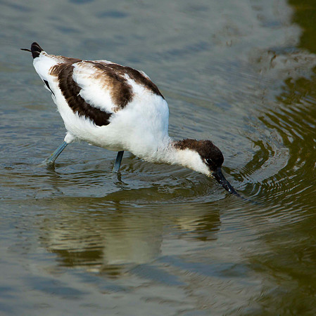 Avocet