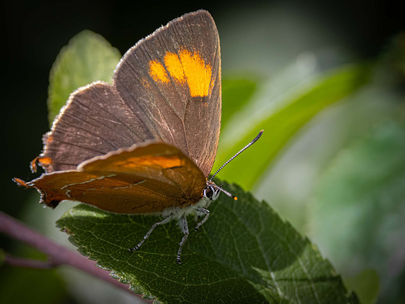 Brown Hairstreak (f)