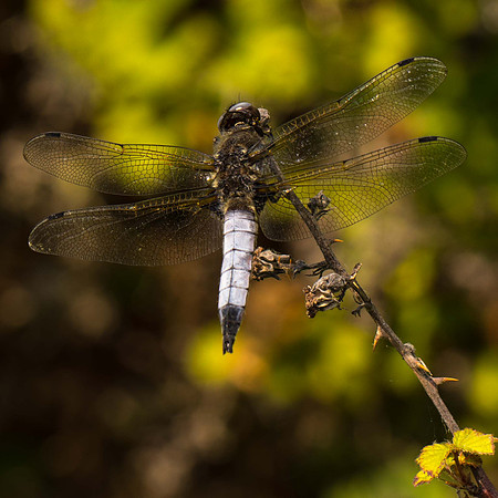 Scarce Chaser (m)