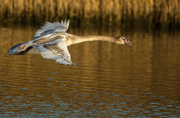 Juvenile