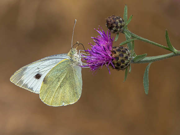 Large White (f)
