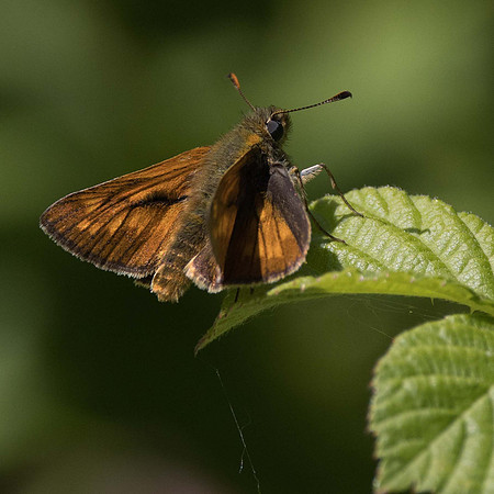 Large Skipper