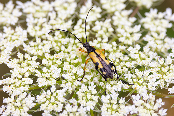 Longhorn Beetle