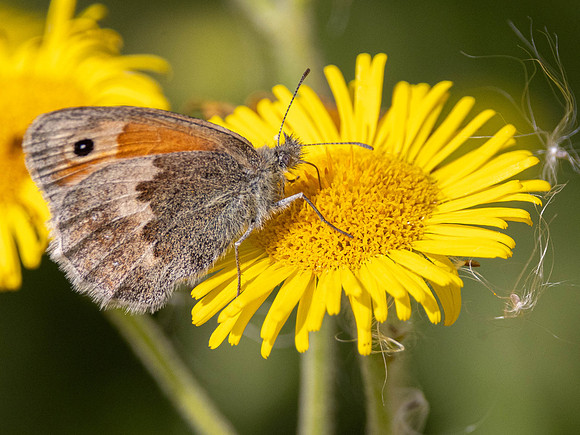 Small Heath