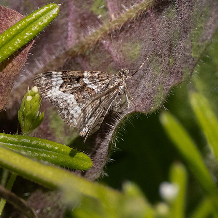 Common Carpet Moth